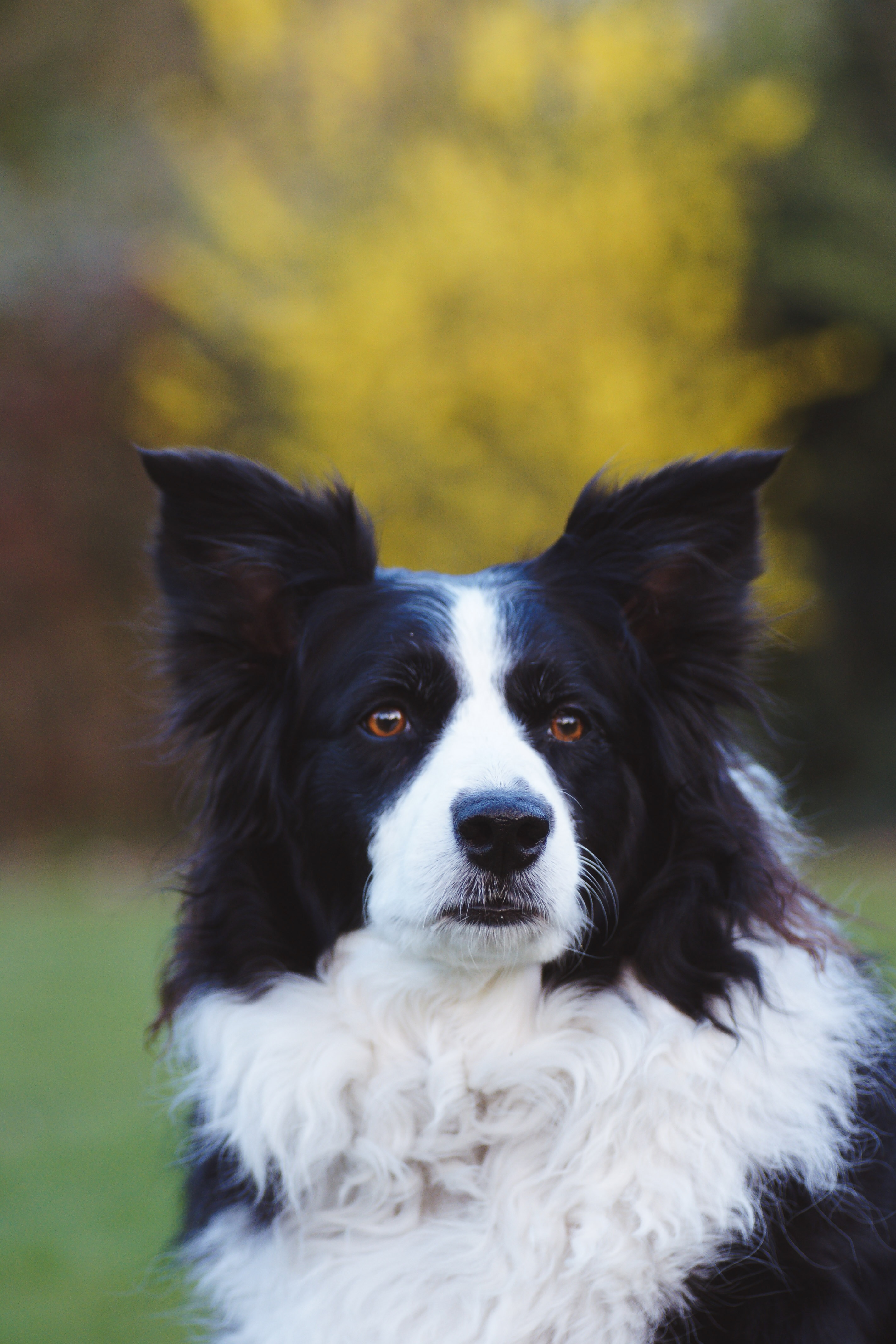 Foto van een border collie